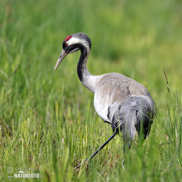 Crane (Grus grus)