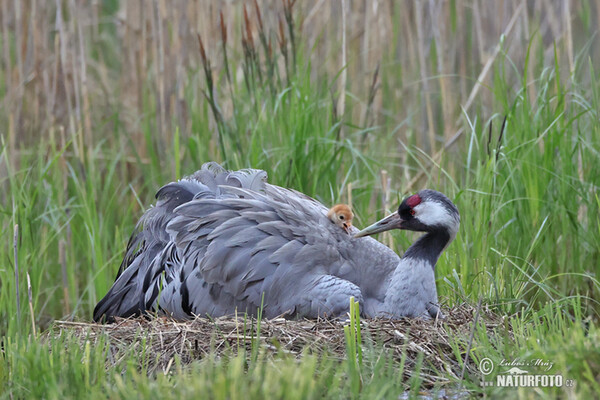 Crane (Grus grus)