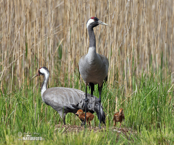 Crane (Grus grus)