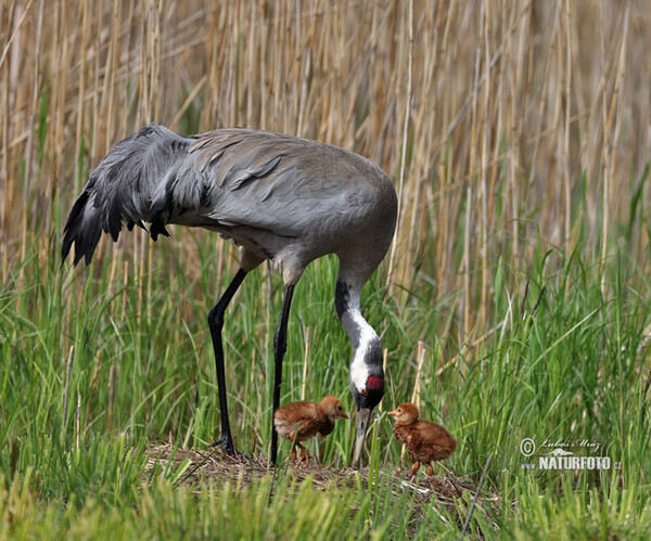 Crane (Grus grus)