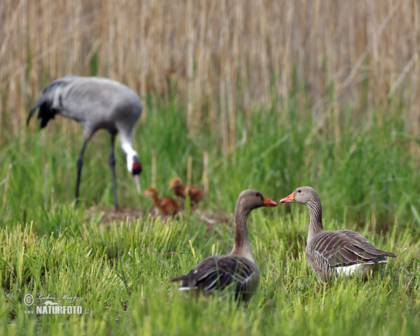 Crane (Grus grus)