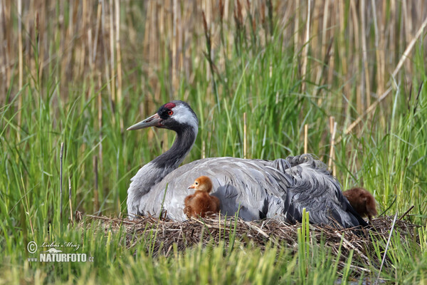 Crane (Grus grus)