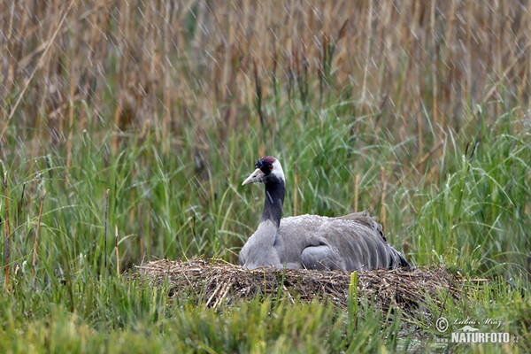 Crane (Grus grus)