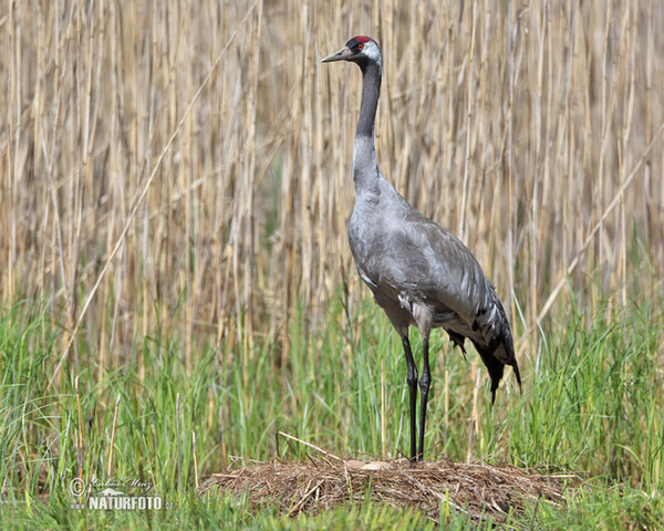 Crane (Grus grus)