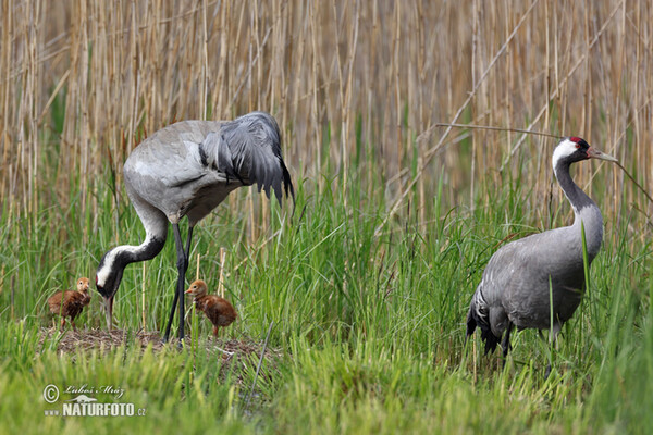 Crane (Grus grus)