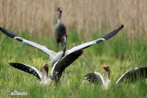 Crane (Grus grus)