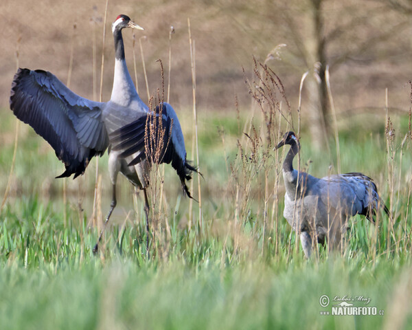 Crane (Grus grus)