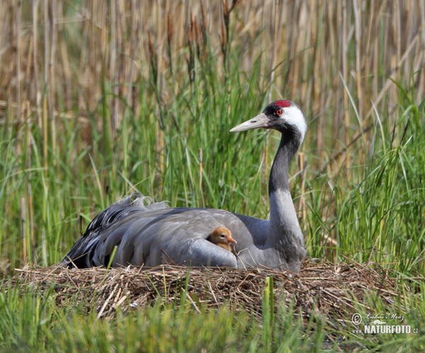 Crane (Grus grus)