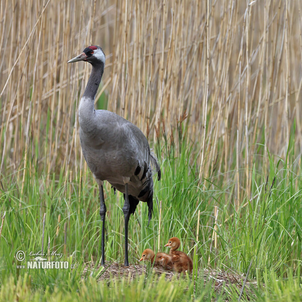 Crane (Grus grus)