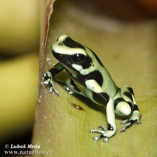 Dendrobate dorato