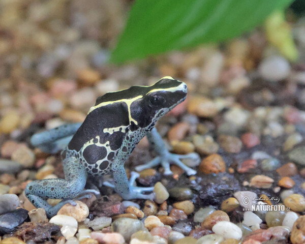 Dendrobates tinctorius Graubeiner