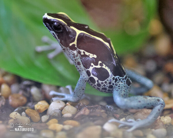 Dendrobates tinctorius Graubeiner