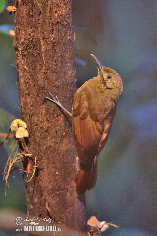 Dendrocincla fuliginosa