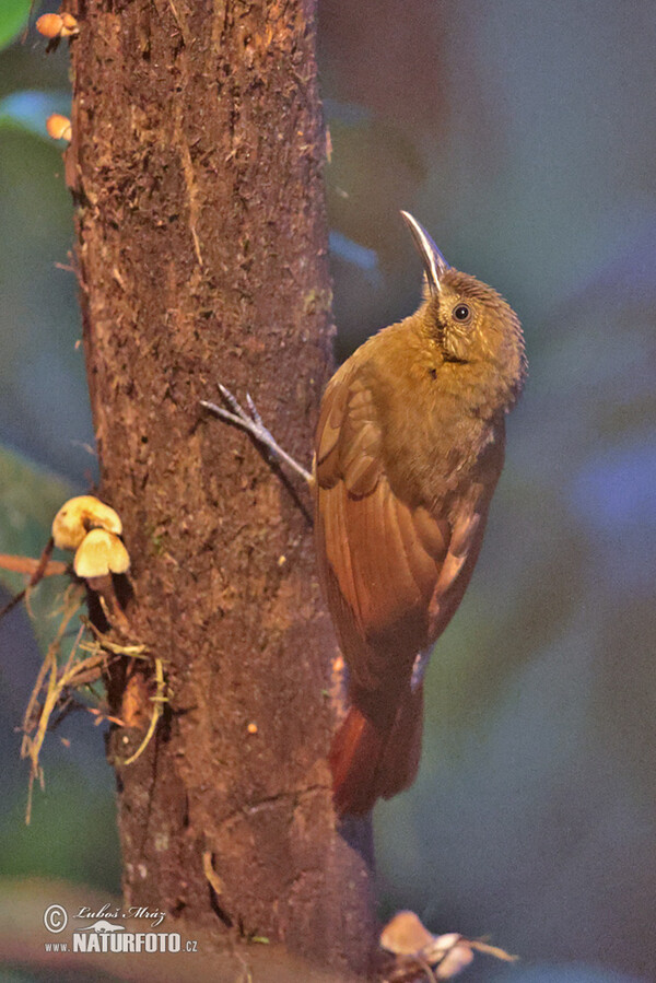 Dendrocincla fuliginosa