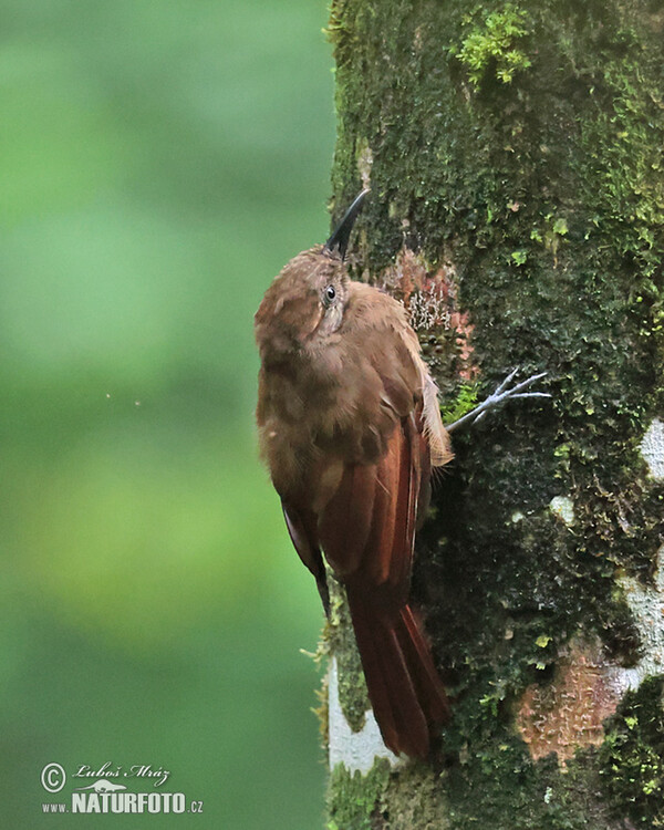 Dendrocincla tyrannina