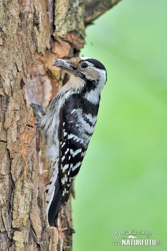 Dendrocopos minor