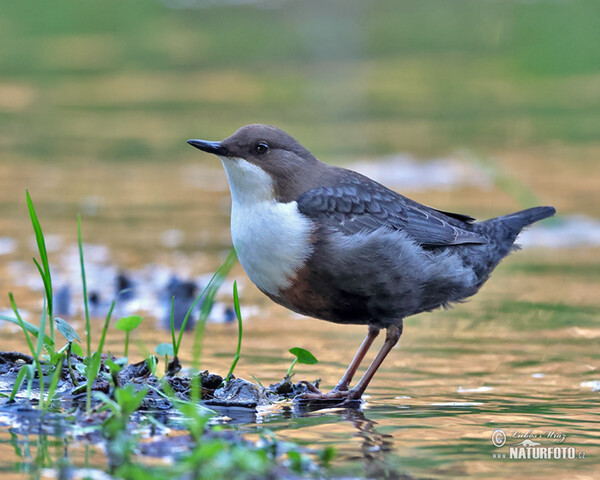 Dipper (Cinclus cinclus)