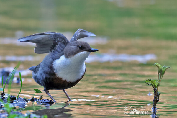 Dipper (Cinclus cinclus)