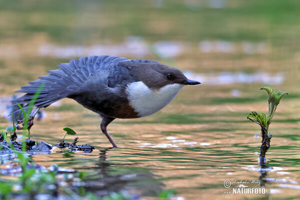 Dipper (Cinclus cinclus)