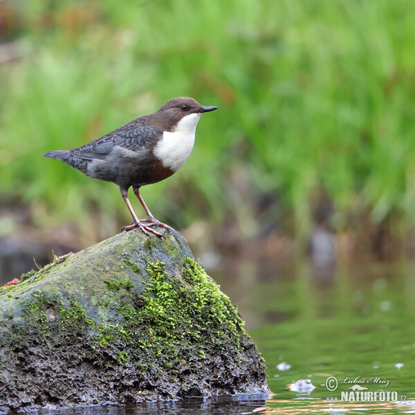 Dipper (Cinclus cinclus)