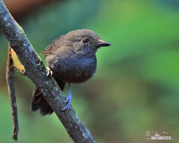 Dusky-throated Antshrike (Thamnomanes ardesiacus)