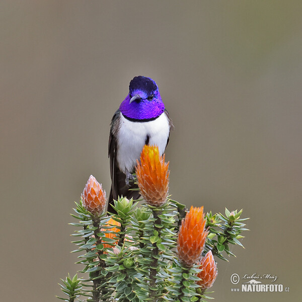 Ecuadorian Hillstar (Oreotrochilus chimborazo)