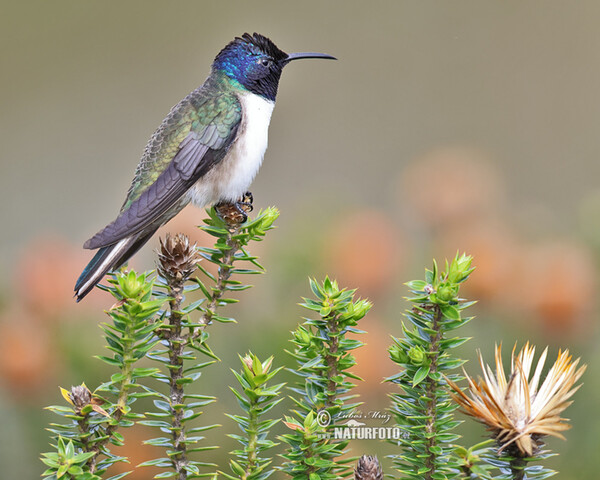 Ecuadorian Hillstar (Oreotrochilus chimborazo)