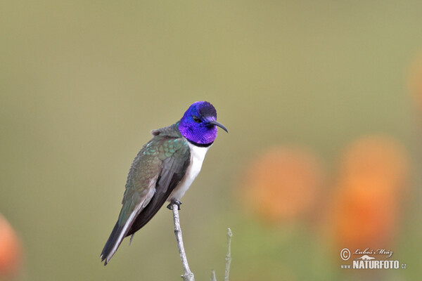 Ecuadorian Hillstar (Oreotrochilus chimborazo)