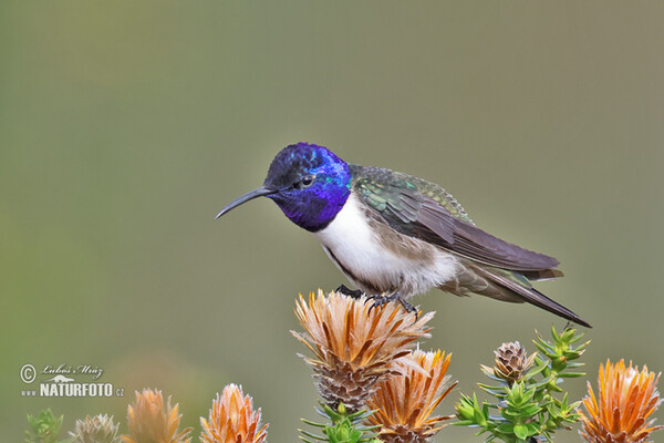 Ecuadorian Hillstar (Oreotrochilus chimborazo)