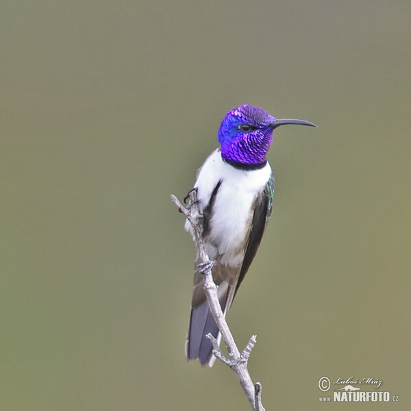 Ecuadorian Hillstar (Oreotrochilus chimborazo)