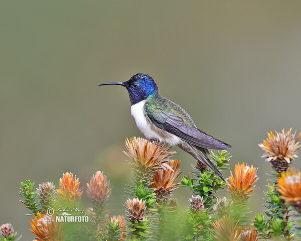 Ecuadorian Hillstar (Oreotrochilus chimborazo)