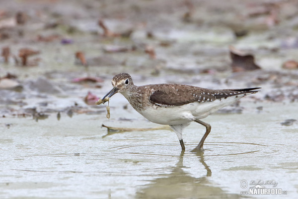 Einsamer Wasserläufer