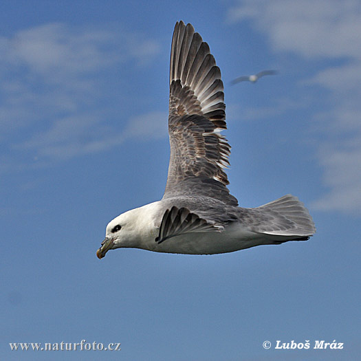 Eissturmvogel