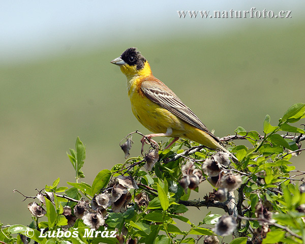 Emberiza melanocephala