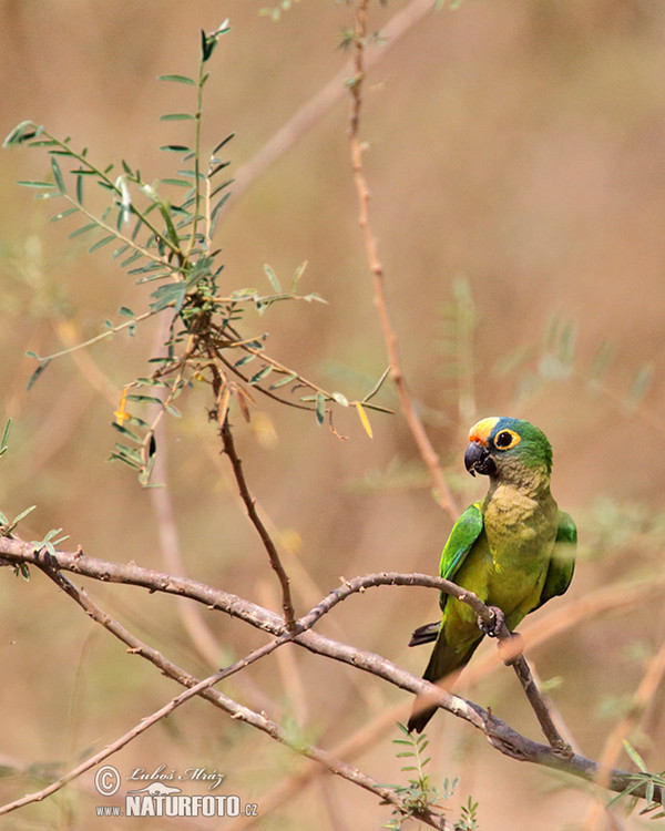 Eupsittula aurea