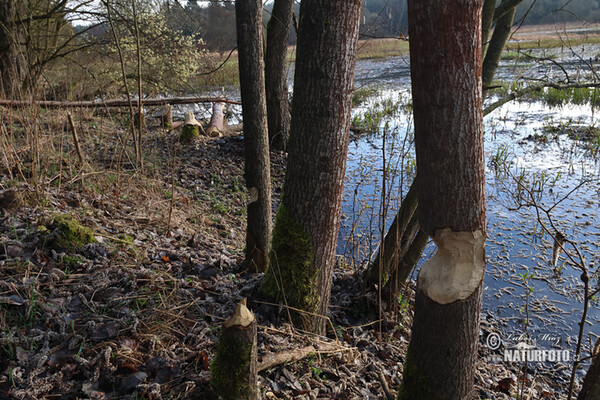 European Beaver (Castor fiber)