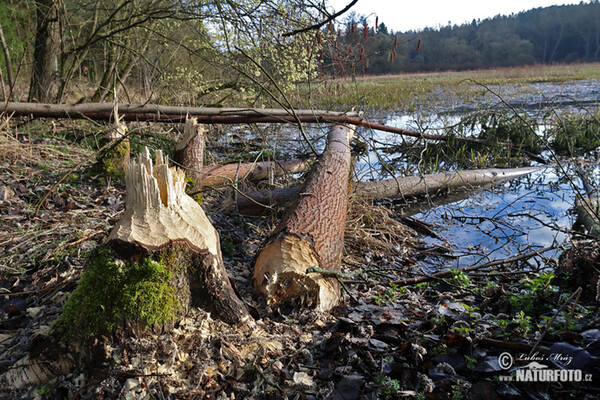 European Beaver (Castor fiber)