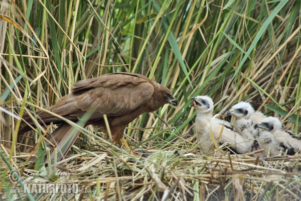 Falco di palude