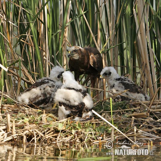 Falco di palude