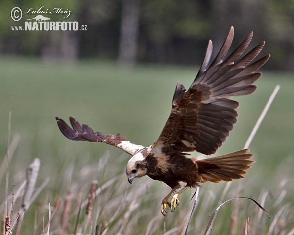 Falco di palude