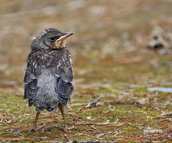 Fieldfare (Turdus pilaris)