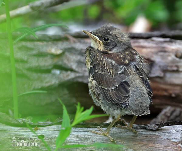 Fieldfare (Turdus pilaris)