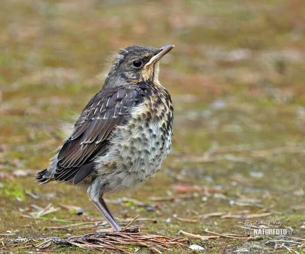 Fieldfare (Turdus pilaris)