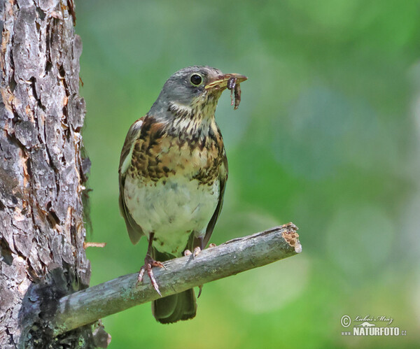 Fieldfare (Turdus pilaris)