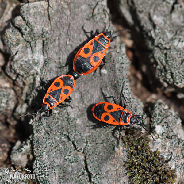 Firebug (Pyrrhocoris apterus)