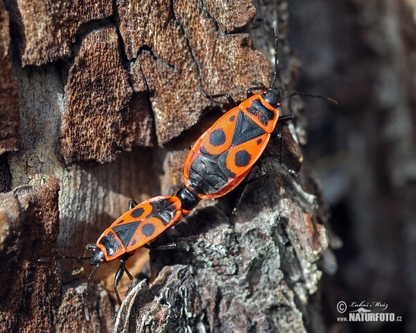 Firebug (Pyrrhocoris apterus)