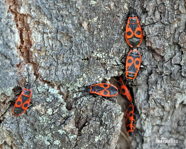 Firebug (Pyrrhocoris apterus)