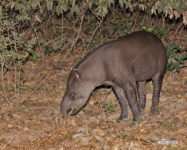 Flachlandtapir