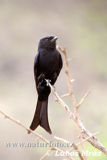 Fluweeldrongo Vorkstaartdrongo