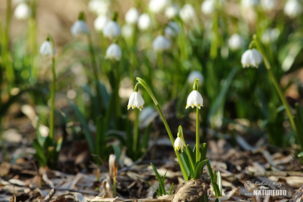 Frühlings-Knotenblume